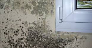 ¿Por que tengo manchas negras en las paredes y techos?